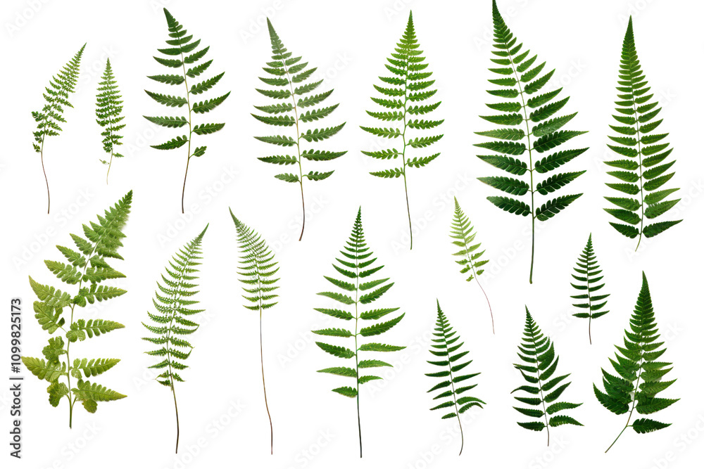 Obraz premium Fresh green fern leaves with intricate patterns, showcasing varying sizes and shapes, isolated on white background