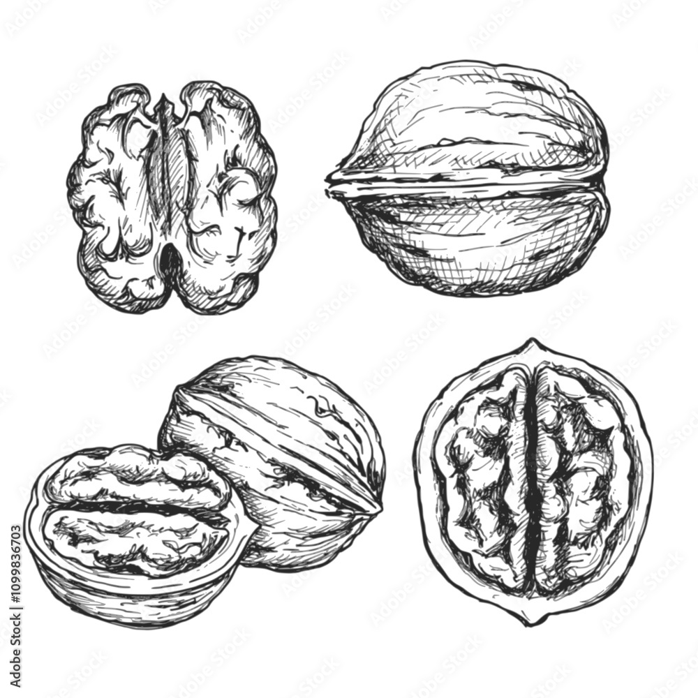 Walnut sketch ink graphic illustration, draft silhouette drawing, black on white line art. Botanical vintage etching food design.