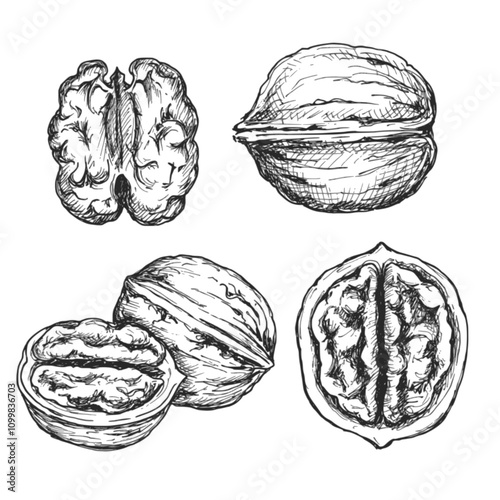 Obraz na płótnie Walnut sketch ink graphic illustration, draft silhouette drawing, black on white line art. Botanical vintage etching food design. w salonie
