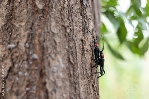 The peach-necked longicorn insect on the plum tree photo