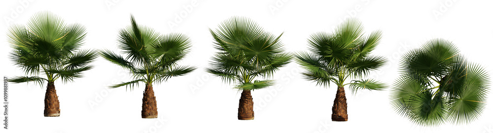 Obraz premium California Palm isolated on transparant background