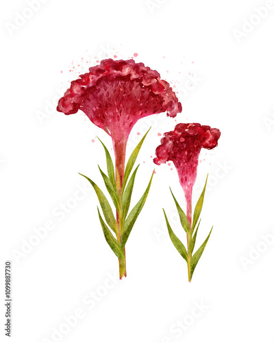 Fototapeta Naklejka Na Ścianę i Meble -  Hand-drawn watercolor illustration of deep red cockscomb flowers with lush green leaves, highlighting their unique texture and vibrant botanical appeal.