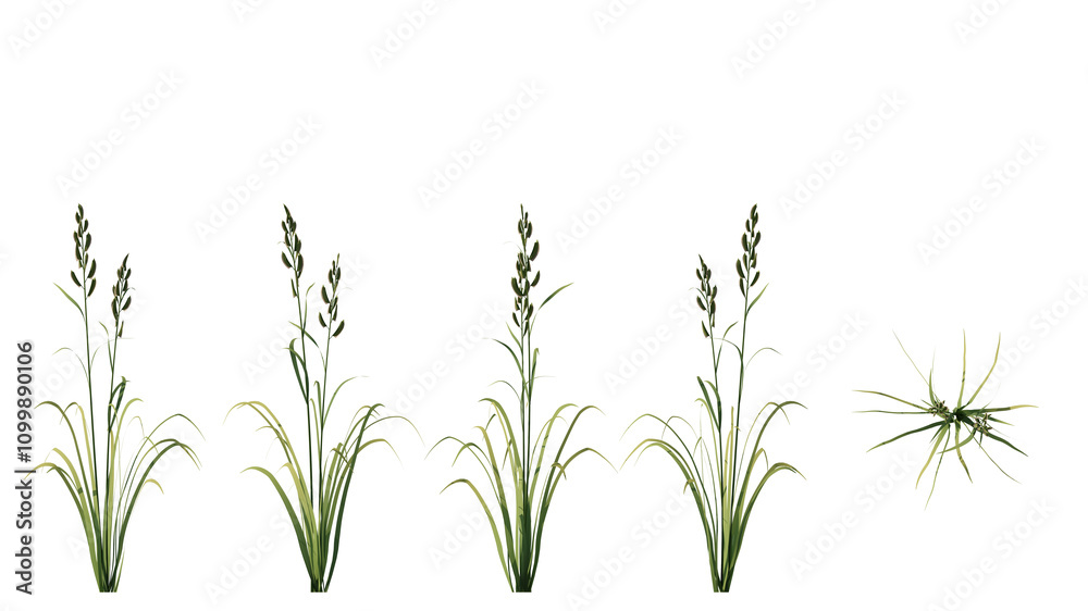 Obraz premium Prairie Cordgrass isolated on transparant background. 3d rendering 