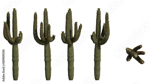 pipe cactus saquaro spring isolated on transparant background. 3d rendering	