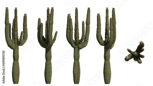 pipe cactus saquaro spring isolated on transparant background. 3d rendering	 photo