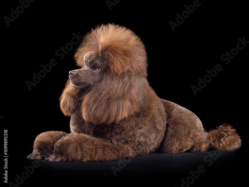 Beautiful brown toy poodle