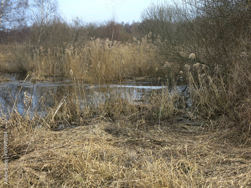Canvas Print Peat bogs in the Moscow region in April