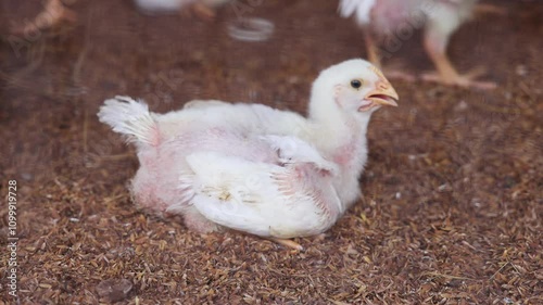 Small baby chickens in farm, Farming business is most populor business in India