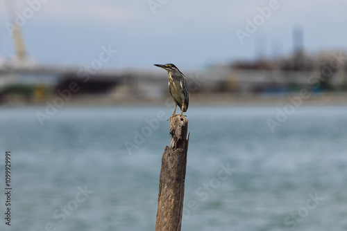 Striated Heron Butorides striata in Gurney Beach Penang Malaysia. The striated heron also known as mangrove heron, little green heron or green-backed heron.	