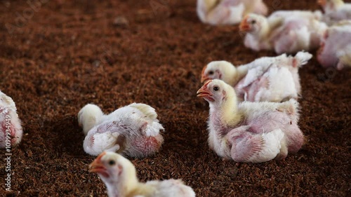 Small baby chickens in farm, Farming business is most populor business in India