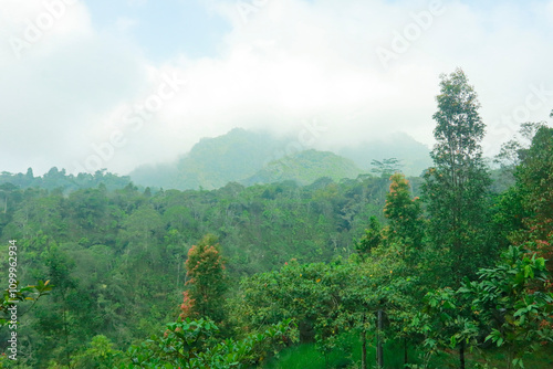 A peaceful green hill covered with fresh grass and surrounded by trees, set in a misty and serene natural environment. Ideal for nature and relaxation themes photo