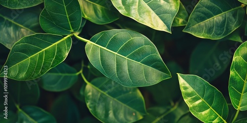 Dark green Banyan tree leaves showcase a vibrant hue that adds beauty to the landscape, highlighting the rich color of Banyan tree foliage in various natural settings.