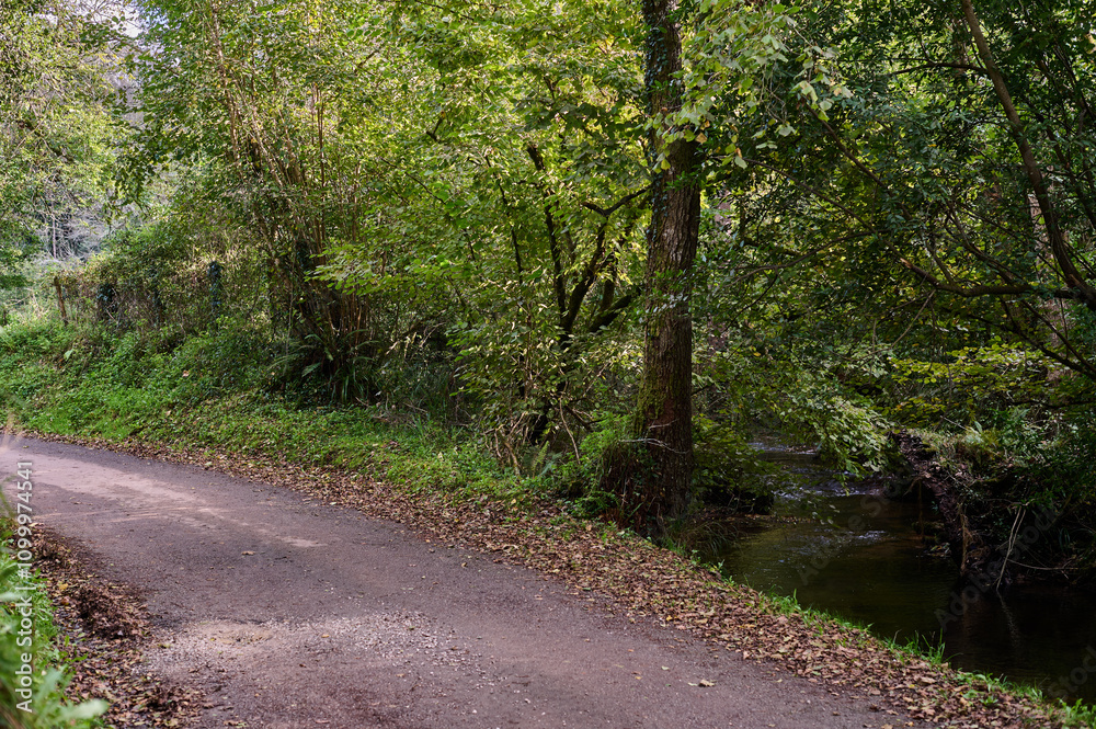 Fototapeta premium The Mills of the Deep River Route: A Magical Forest of Beeches and Chestnut Trees in Villaviciosa, Asturias, Spain