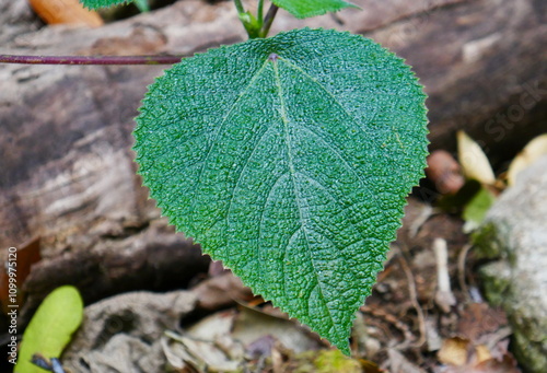 Stinging tree leaf close-up in Queensland rainforest