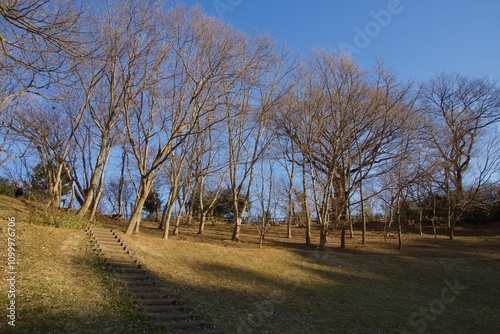 本郷ふじやま公園の風景　眺め　梅の季節
 photo