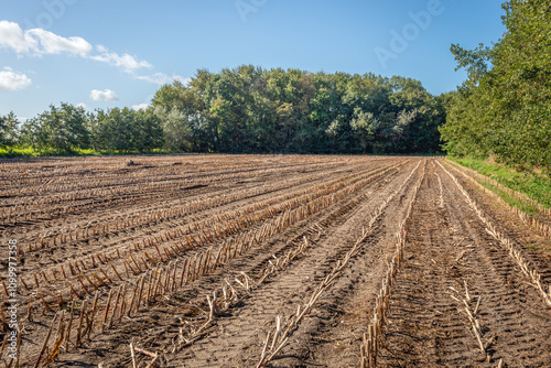Obraz na płótnie Long rows of corn stubble in a field after harvest. The photo was taken on a sunny day at the beginning of the Dutch autumn season. w salonie
