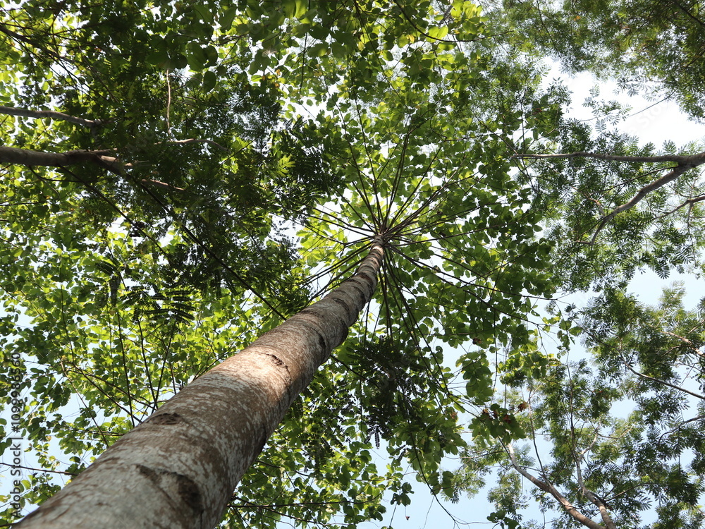 Fototapeta premium photo up to the tree top shot from below