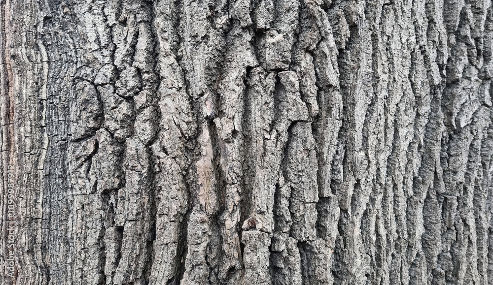 Naklejka premium Old oak tree bark. Bark crack texture for background