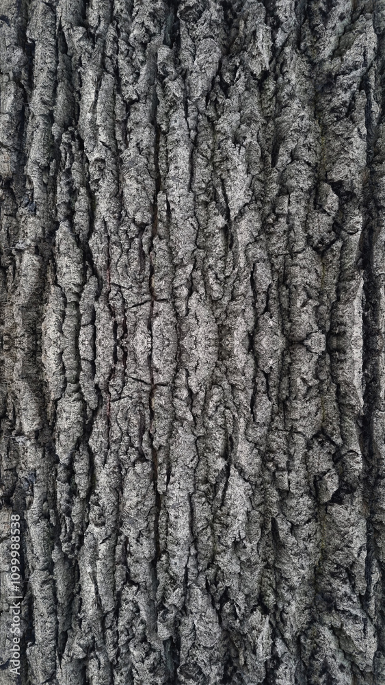 Obraz premium Old oak tree bark. Bark crack texture for background