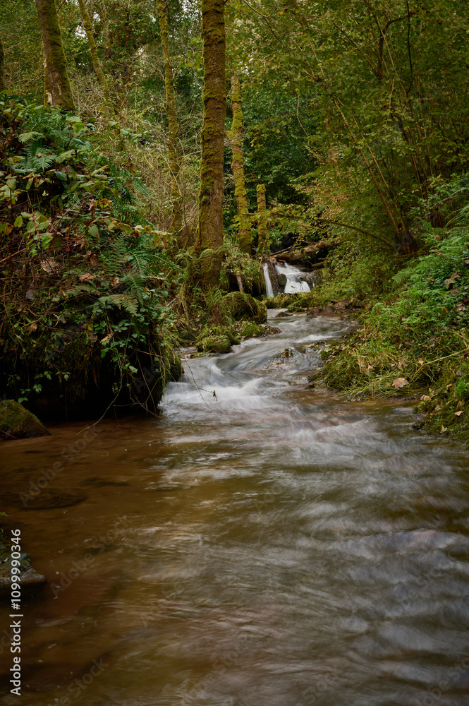 Φωτογραφία The Mills of the Deep River Route: A Magical Forest of Beeches and Chestnut Tree