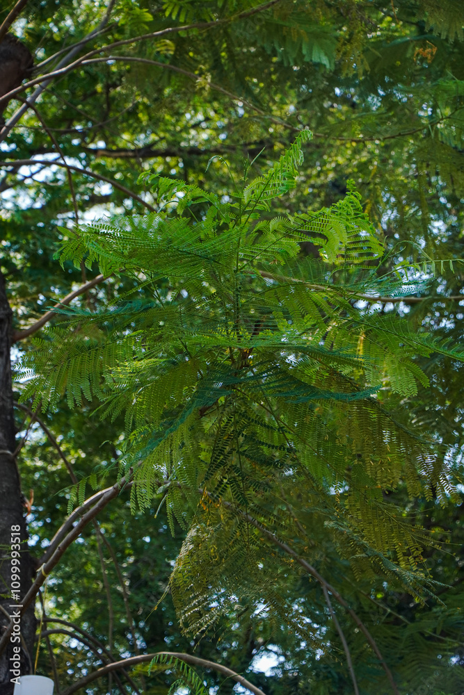 Fototapeta premium Image of vibrant green leaves forming a dense canopy. The scene is full of life and captures the beauty of nature. A Canopy of Vivid Green Leaves