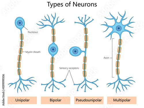 unipolar, bipolar, pseudounipolar, and multipolar neurons. Axons, dendrites, and myelin sheaths diagram hand drawn schematic vector illustration. Medical science educational illustration