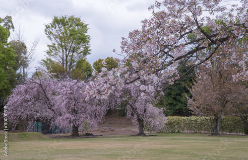 Traditional japanese gardens surrounding a castle - Serenity and natural harmony. photo