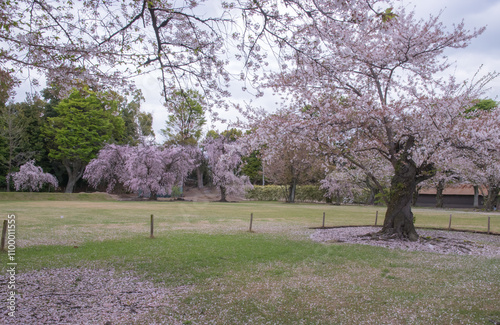 Traditional japanese gardens surrounding a castle - Serenity and natural harmony. photo