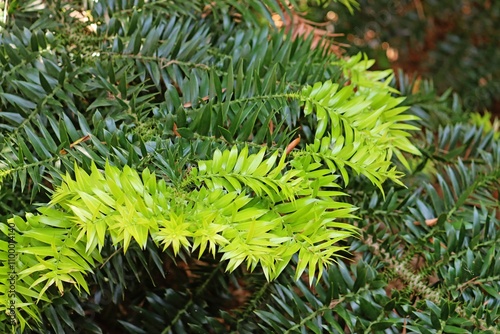 Foliage of a Bunya Pine. Araucaria bidwillii photo