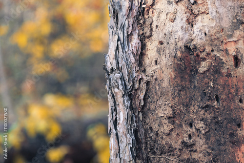 This captivating image shows a closeup of tree bark, highlighting its unique textures against a vibrant autumn backdrop with soft bokeh effects, creating a dreamy, serene atmosphere