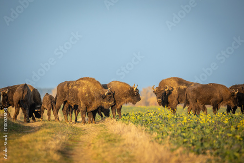 Mammals - wild nature European bison ( Bison bonasus ) Wisent herd standing on field North Eastern part of Poland, Europe Knyszynska Primeval Forest sundown evening photography photo