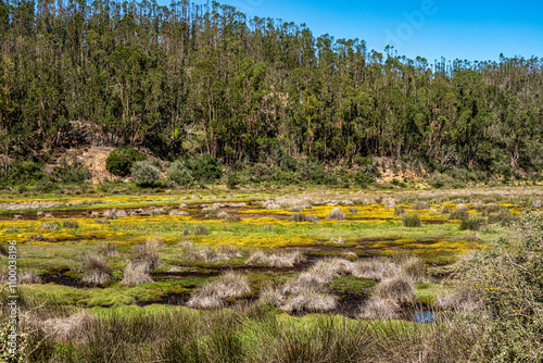 Yellow flowers on the way from Troviscais to the River Mira, Vicentine Coast Natural Park Portugal photo