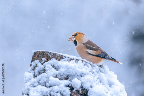 Slika na platnu hawfinch in snow