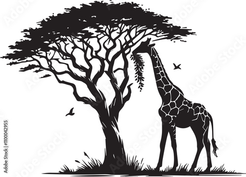 Giraffe leaning against a tall tree eating leaves
