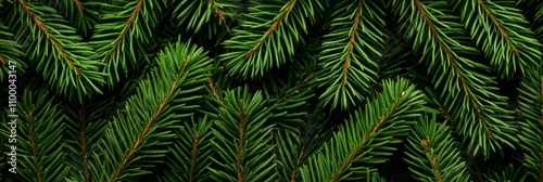 Christmas Background featuring Fir Tree Branches, Top View in Green, Red, White Colors for Festive Design 