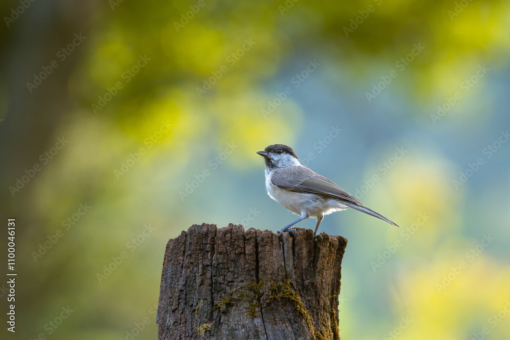 Obraz premium A marsh tit in spring