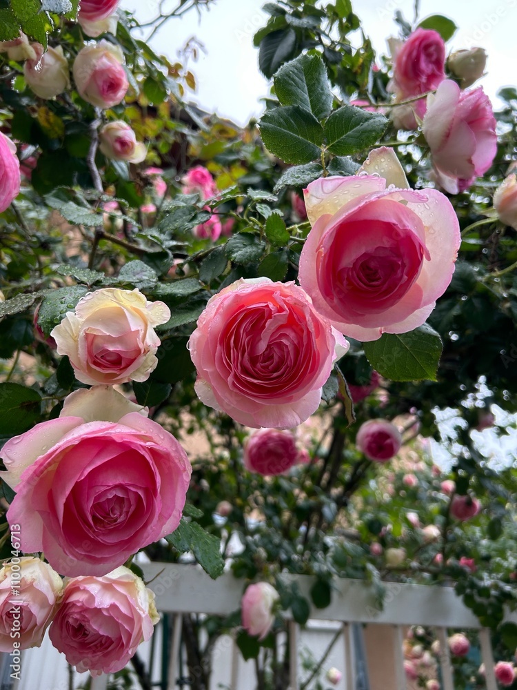 Fototapeta premium pink roses in a garden