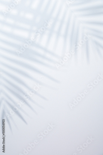 White background with shadow of palm leafs