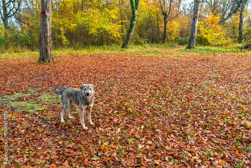 Big wolfhound dog in autumn forest on hunt