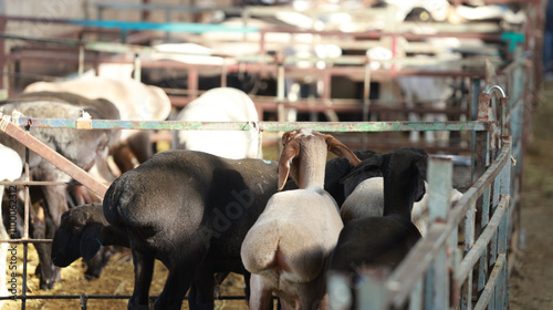 Fat-tailed sheep in the livestock market near Bishkek, Kyrgyzstan. animal husbandry is one of economics sources in Kyrgyzstan because of nomadic history 