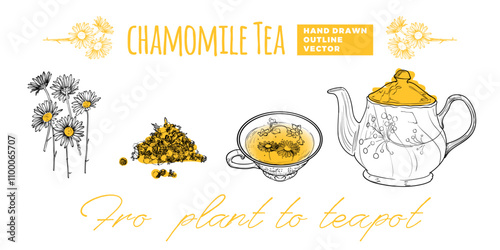 Line art tea from plant to pot. Hand drawn vector tea illustration. Chamomile tea design for online and print tea projects. Outline line art with flat colored details for bar or cafe menu designs. 