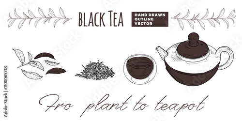 Line art tea from plant to pot. Hand drawn vector tea illustration. Black tea design for online and print tea projects. Outline line art with flat colored details for bar or cafe menu designs. 