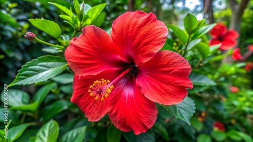 Wallpaper Mural red hibiscus
 Torontodigital.ca