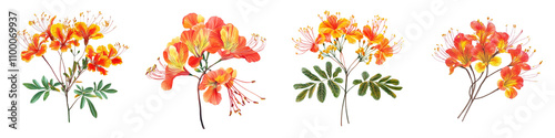Pride of Barbados Flower – A Bright and Colorful Flower Known for its Vibrant Red and Yellow Blooms, National Flower of Barbados Isolated on Clear White Background Highly Detailed