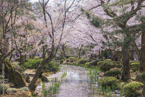  The cherry blossom season in Japan, known as 