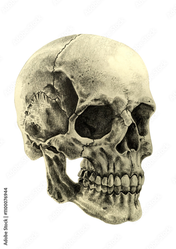 Obraz premium Realistic skull drawing 