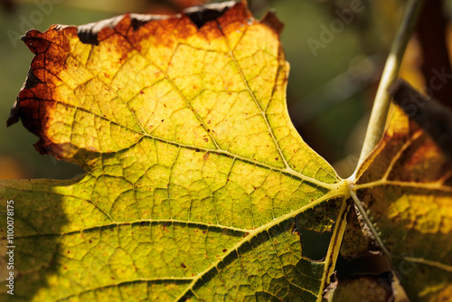 vista macro di una foglia di una pianta di vite, dalle sfumature di colore verde e giallo, illuminata dalla luce intensa del sole, in controluce, di giorno, in autunno photo