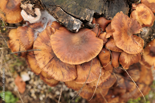 vista macro di un gruppo di funghi di grosse dimensioni cresciuti attaccati alla corteccia di un vecchio albero tagliato photo