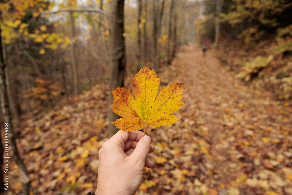 mano di uomo caucasico in primo piano mentre tiene in alto e ben in vista una grande foglia gialla e arancione. panoramica su foresta in autunno sfuocata sullo sfondo