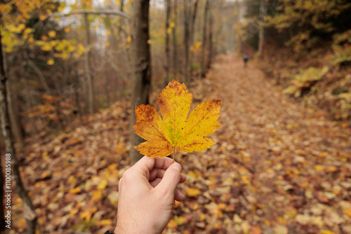 Obraz na płótnie mano di uomo caucasico in primo piano mentre tiene in alto e ben in vista una grande foglia gialla e arancione. panoramica su foresta in autunno sfuocata sullo sfondo w salonie